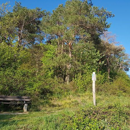 Ferienapartment Im Augustinus Park Trewir Zewnętrze zdjęcie